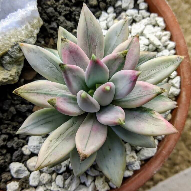 Pachyphytum Hookeri 1