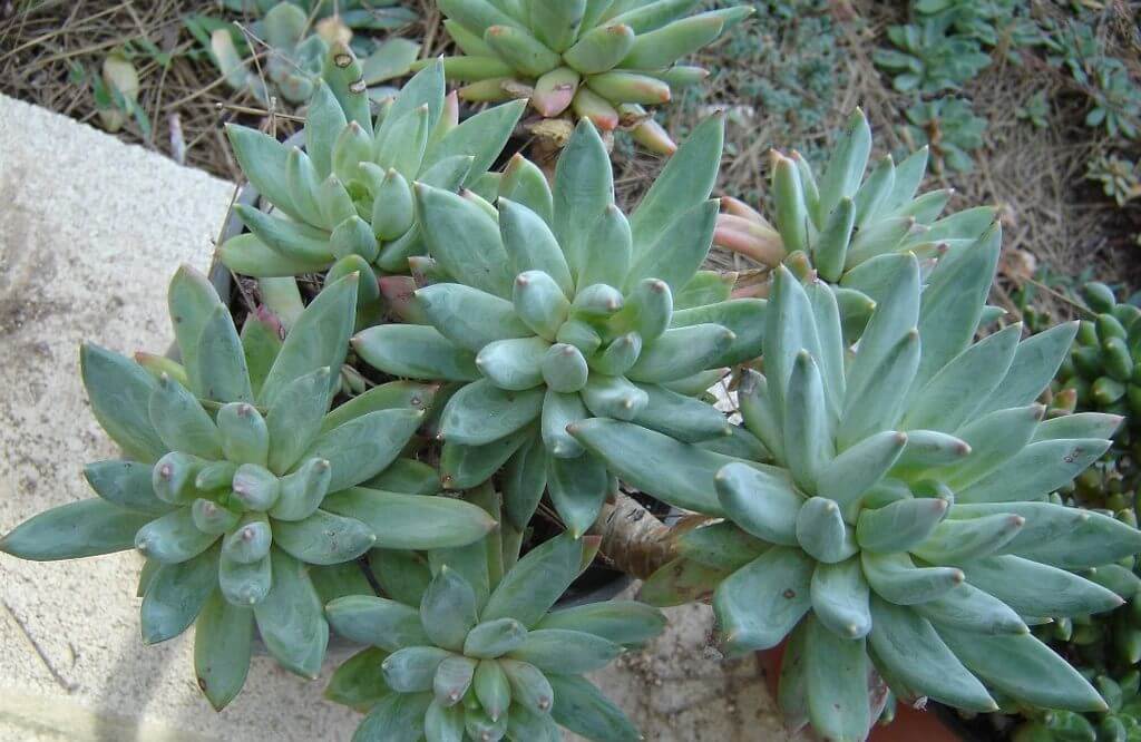 Pachyphytum Hookeri