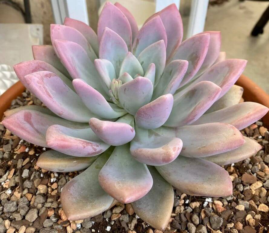 Pachyphytum Hookeri 3
