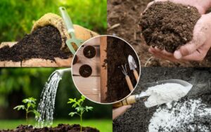 Succulent Help Fertilizing and Feeding Your Beloved Plants for Optimal Growth